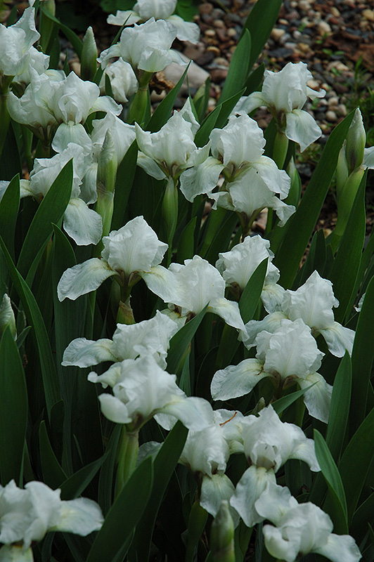 White Light Iris (Iris 'White Light') at Bloch's Farm