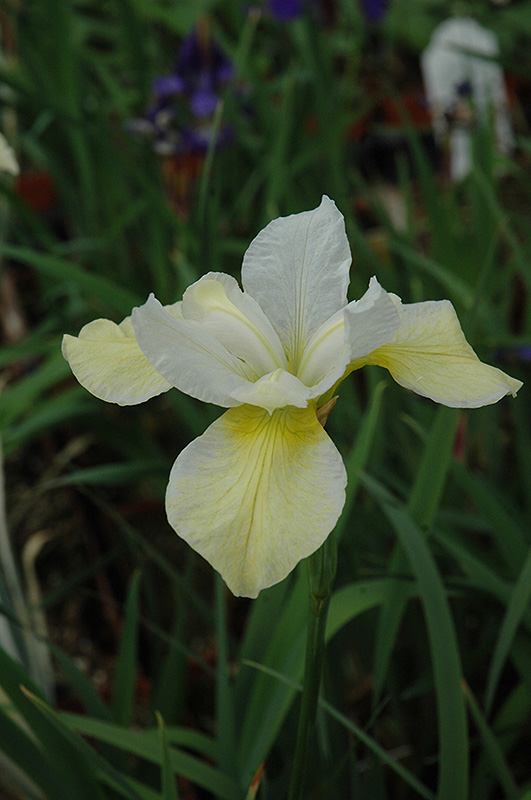Butter And Sugar Siberian Iris (Iris sibirica 'Butter And Sugar') at Bloch's Farm