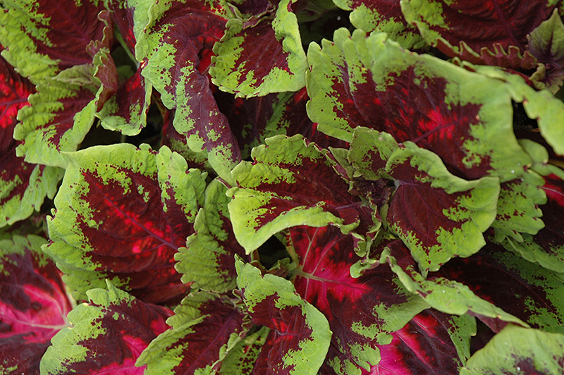 Kong Red Coleus (Solenostemon scutellarioides 'Kong Red') at Bloch's Farm
