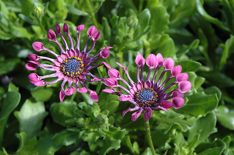 Serenity Lavender Bliss African Daisy (Osteospermum 'Serenity Lavender Bliss') at Bloch's Farm
