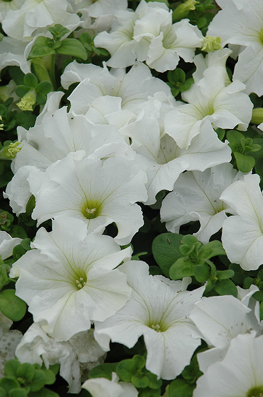 Dreams White Petunia (Petunia 'Dreams White') at Bloch's Farm