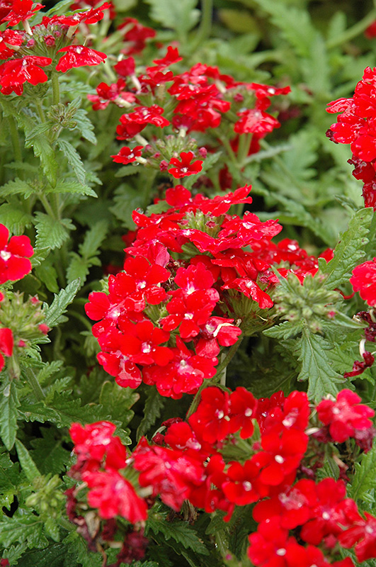 Obsession Red Verbena (Verbena 'Obsession Red') at Bloch's Farm