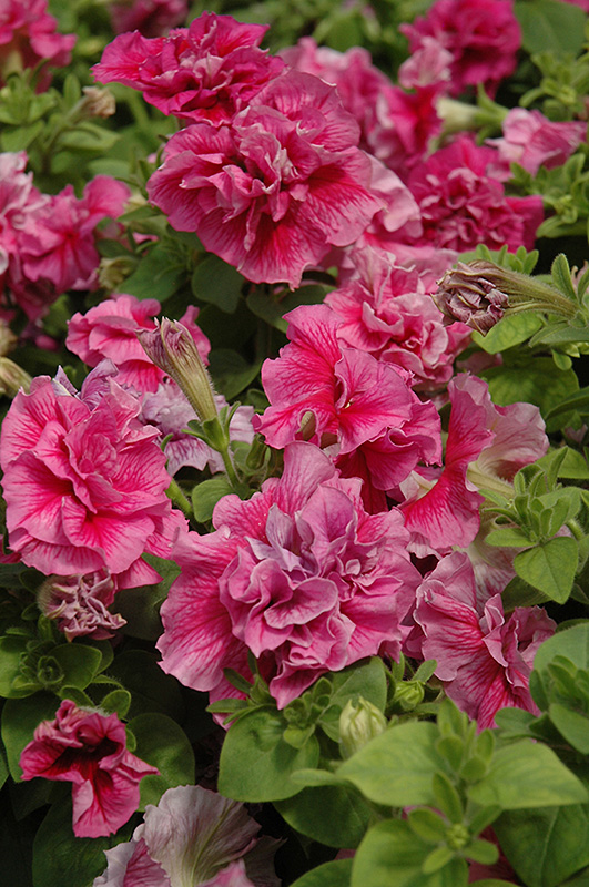 Double Madness Sheer Petunia (Petunia 'Double Madness Sheer') at Bloch's Farm