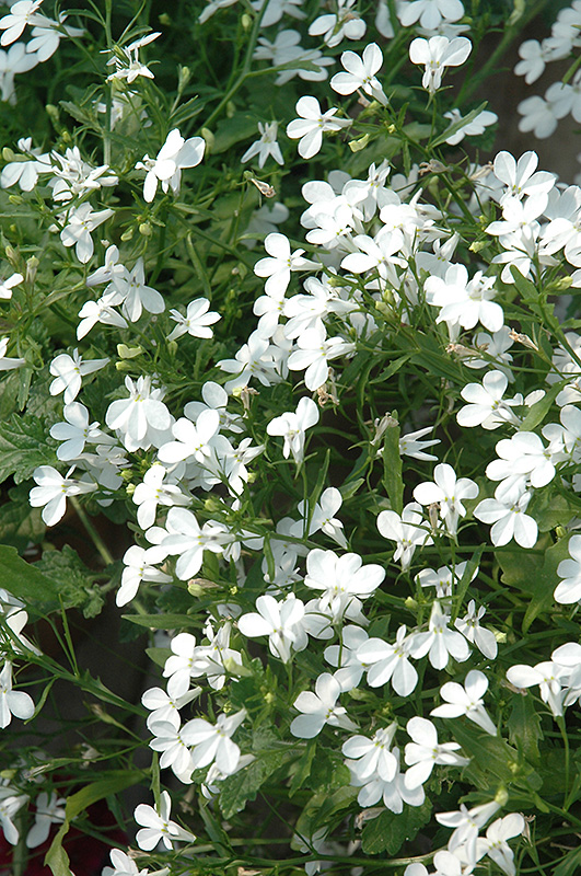 Regatta White Lobelia (Lobelia erinus 'Regatta White') at Bloch's Farm