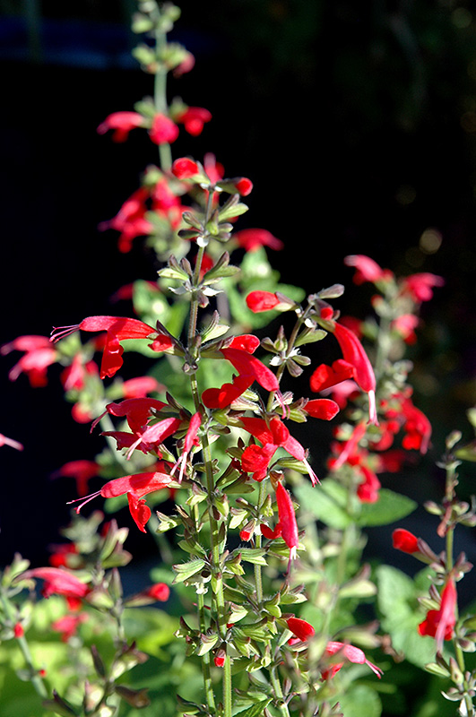Summer Jewel Red Sage (Salvia 'Summer Jewel Red') at Bloch's Farm