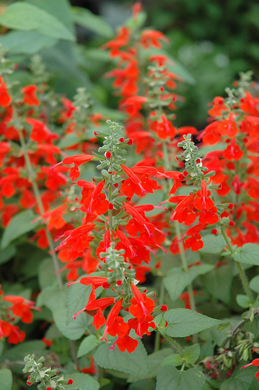 Lady In Red Sage (Salvia coccinea 'Lady In Red') at Bloch's Farm