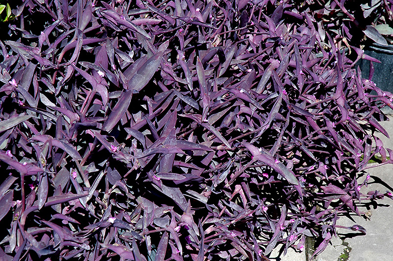 Purple Queen (Setcreasea pallida 'Purple Queen') at Bloch's Farm