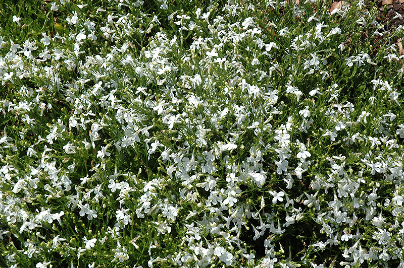 Techno White Lobelia (Lobelia erinus 'Techno White') at Bloch's Farm