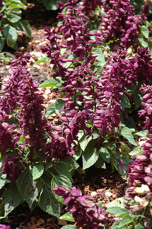 Sizzler Purple Sage (Salvia splendens 'Sizzler Purple') at Bloch's Farm