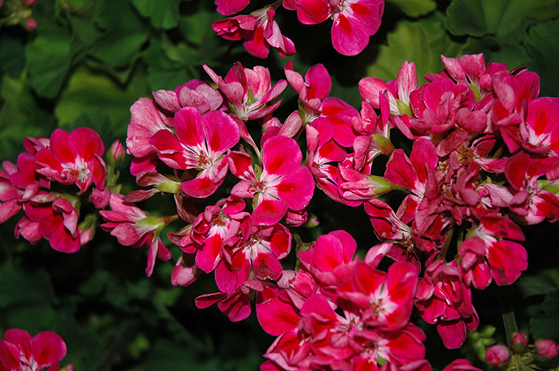 Savannah Hot Pink Sizzle Geranium (Pelargonium 'Savannah Hot Pink Sizzle') at Bloch's Farm