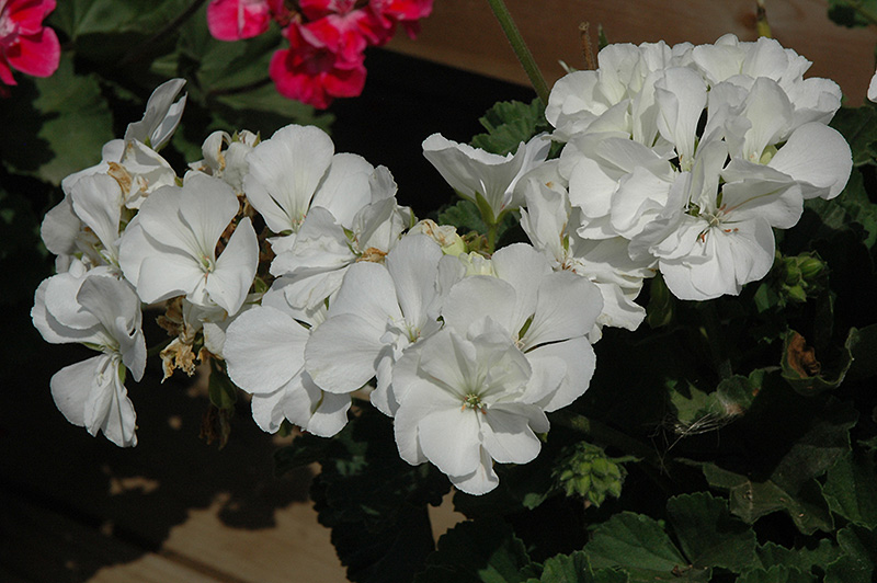 Moonlight White Geranium (Pelargonium 'Moonlight White') at Bloch's Farm