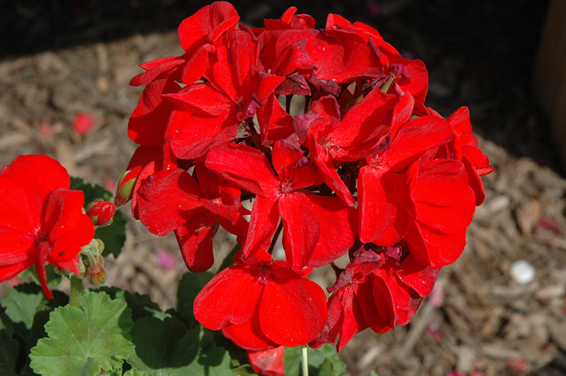 Survivor Dark Red Geranium (Pelargonium 'Survivor Dark Red') at Bloch's Farm