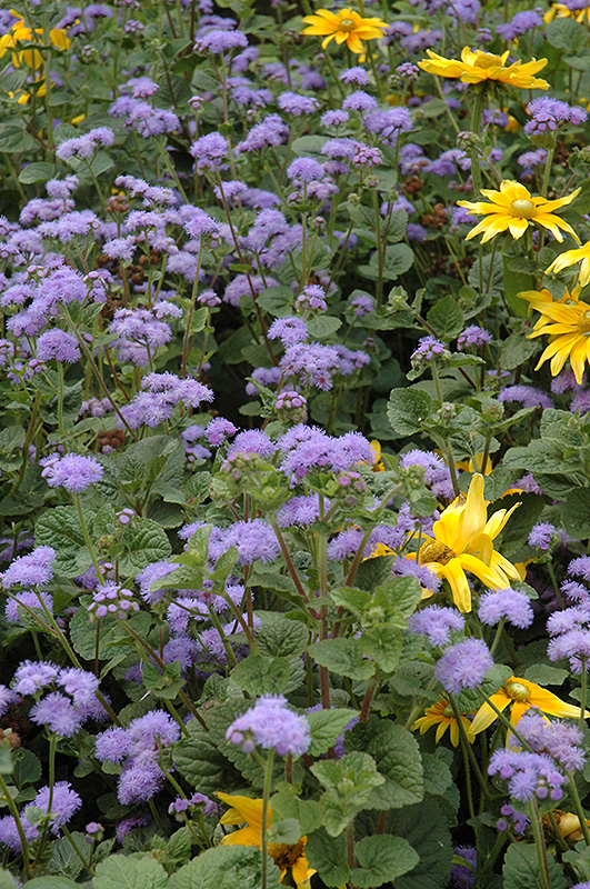 Blue Horizon Flossflower (Ageratum 'Blue Horizon') at Bloch's Farm