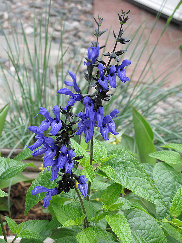 Black And Blue Anise Sage (Salvia guaranitica 'Black And Blue') at Bloch's Farm