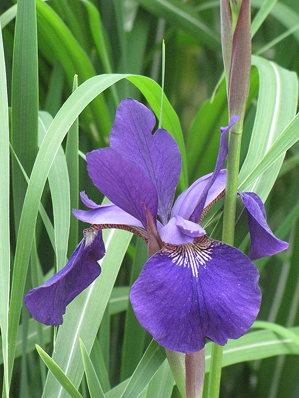 Caesar's Brother Siberian Iris (Iris sibirica 'Caesar's Brother') at Bloch's Farm