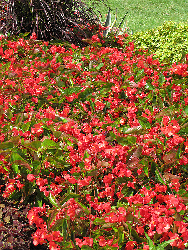 Dragon Wing Red Begonia (Begonia 'Dragon Wing Red') at Bloch's Farm