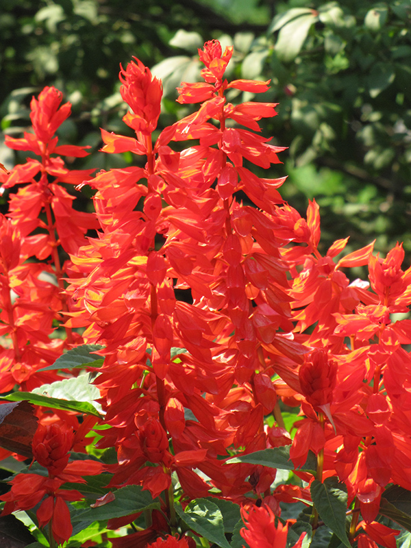 Lighthouse Red Sage (Salvia splendens 'Lighthouse Red') at Bloch's Farm
