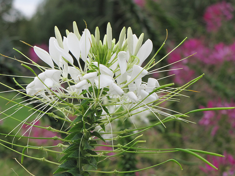 White Queen Spiderflower (Cleome hassleriana 'White Queen') at Bloch's Farm
