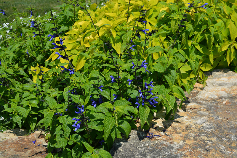 Black And Blue Anise Sage (Salvia guaranitica 'Black And Blue') at Bloch's Farm