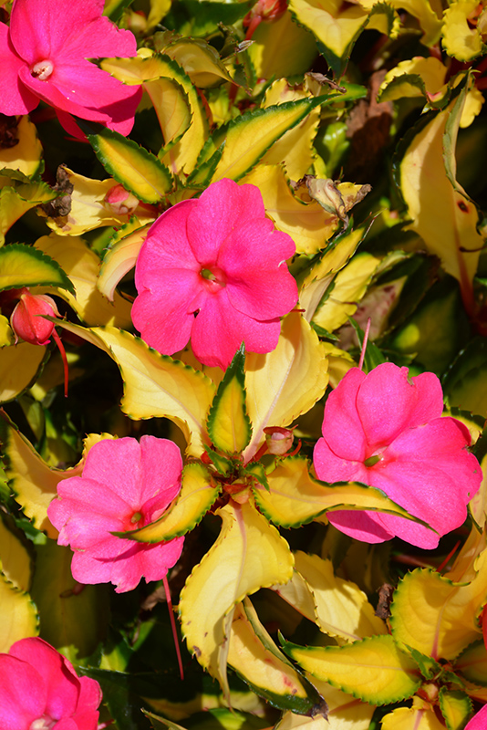 SunPatiens Compact Tropical Rose New Guinea Impatiens (Impatiens 'SunPatiens Compact Tropical Rose') at Bloch's Farm