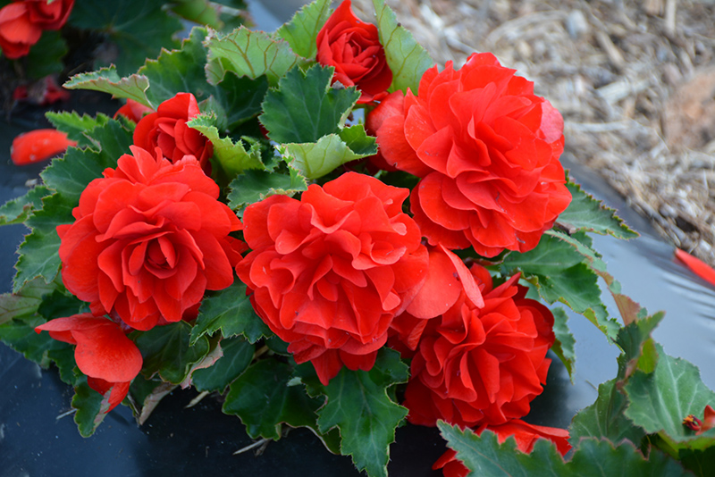 Nonstop Red Begonia (Begonia 'Nonstop Red') at Bloch's Farm