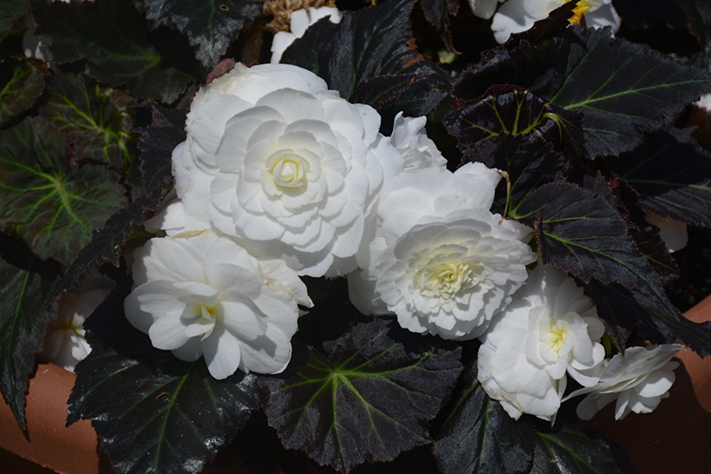 Nonstop Mocca White Begonia (Begonia 'Nonstop Mocca White') at Bloch's Farm