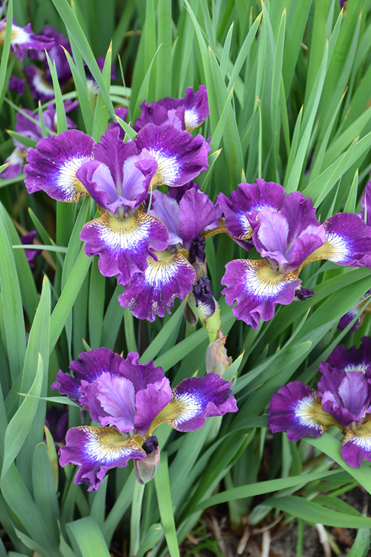 Contrast In Styles Siberian Iris (Iris sibirica 'Contrast In Styles') at Bloch's Farm