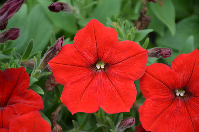 Easy Wave Red Petunia (Petunia 'Easy Wave Red') at Bloch's Farm
