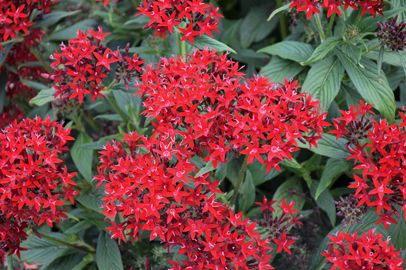 Lucky Star Dark Red Star Flower (Pentas lanceolata 'PAS1231189') at Bloch's Farm