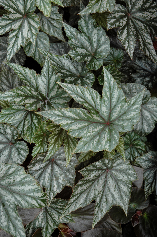 Gryphon Begonia (Begonia 'Gryphon') at Bloch's Farm