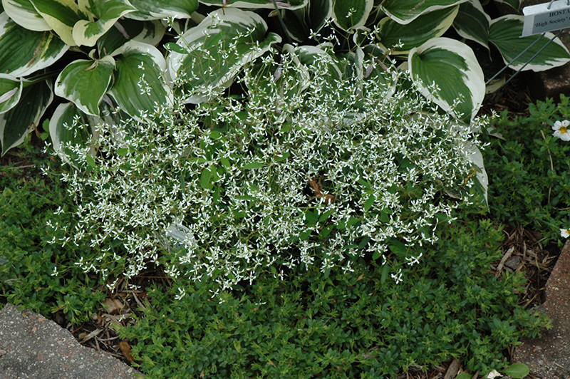 Diamond Frost Euphorbia (Euphorbia 'INNEUPHDIA') at Bloch's Farm