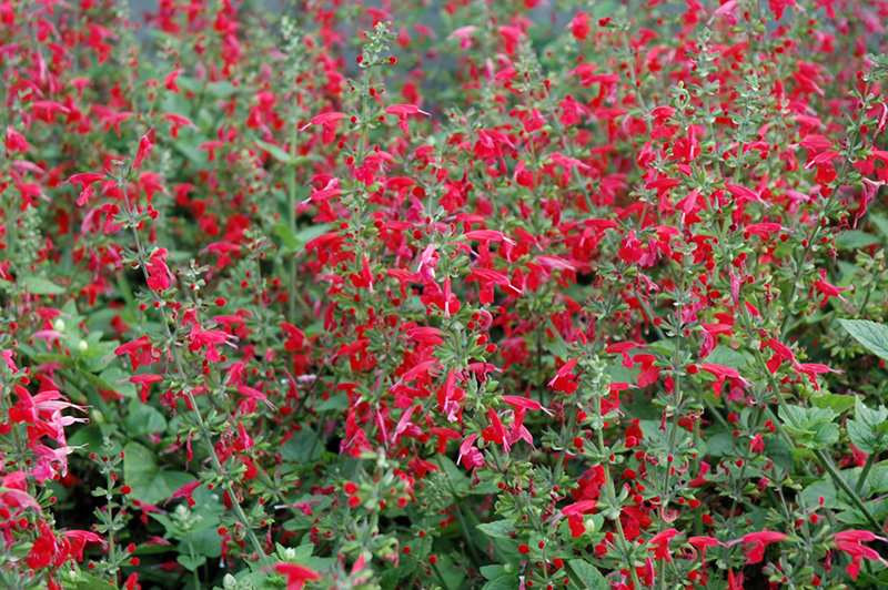 Summer Jewel Red Sage (Salvia 'Summer Jewel Red') at Bloch's Farm
