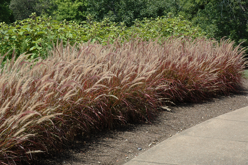 Purple Fountain Grass (Pennisetum setaceum 'Rubrum') at Bloch's Farm