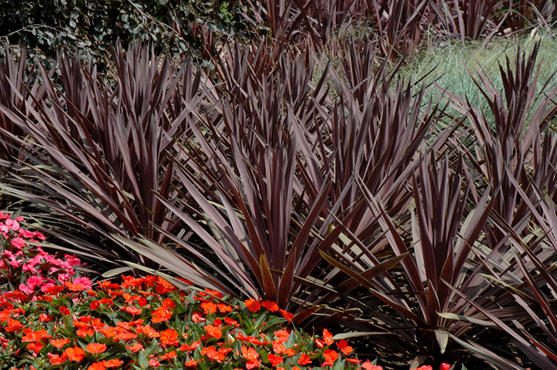 Red Sensation Grass Palm (Cordyline australis 'Red Sensation') at Bloch's Farm