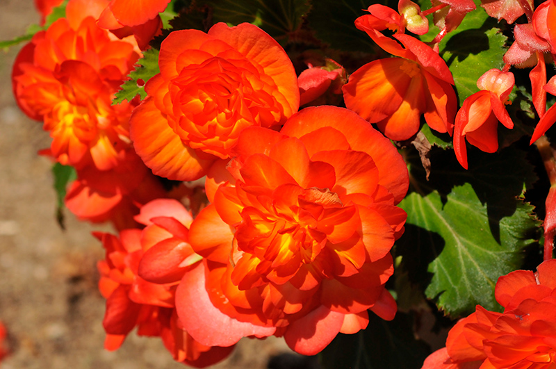 Nonstop Fire Begonia (Begonia 'Nonstop Fire') at Bloch's Farm