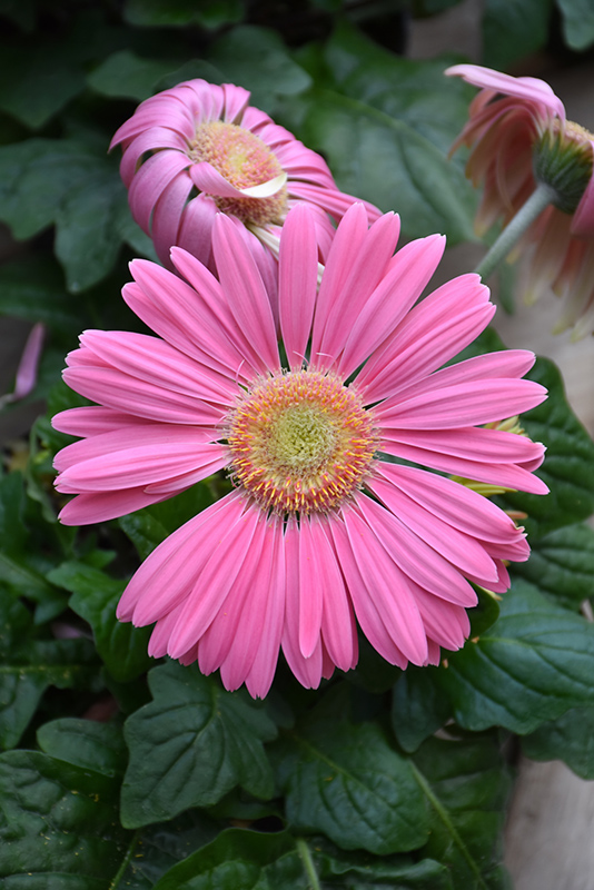 Pink Gerbera Daisy (Gerbera 'Pink') at Bloch's Farm