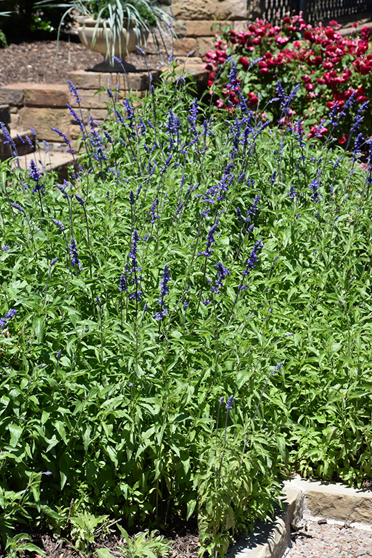 Victoria Blue Salvia (Salvia farinacea 'Victoria Blue') at Bloch's Farm