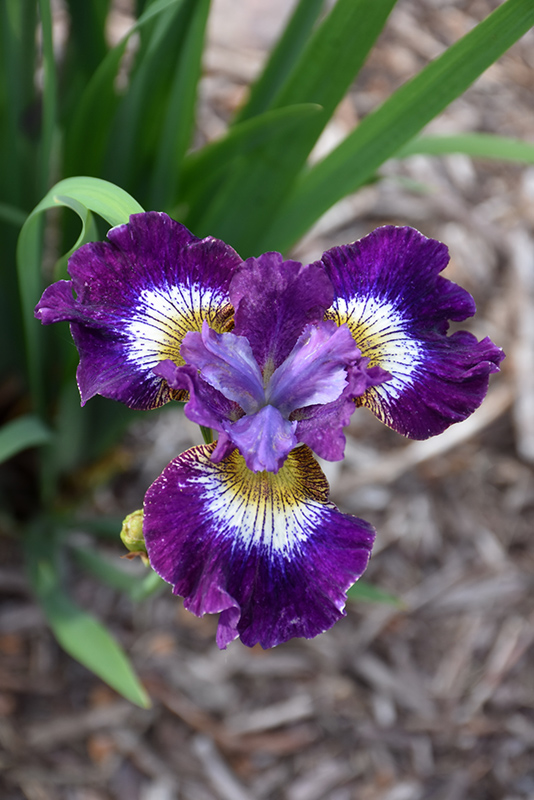 Contrast In Styles Siberian Iris (Iris sibirica 'Contrast In Styles') at Bloch's Farm