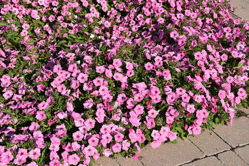 Easy Wave Pink Passion Petunia (Petunia 'Easy Wave Pink Passion') at Bloch's Farm
