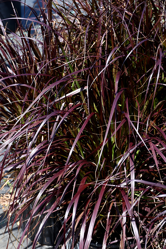 Purple Fountain Grass (Pennisetum setaceum 'Rubrum') at Bloch's Farm