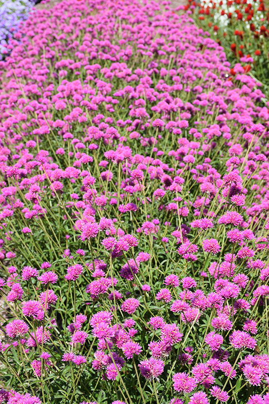 Truffula Pink Gomphrena (Gomphrena 'PAST0517E') at Bloch's Farm