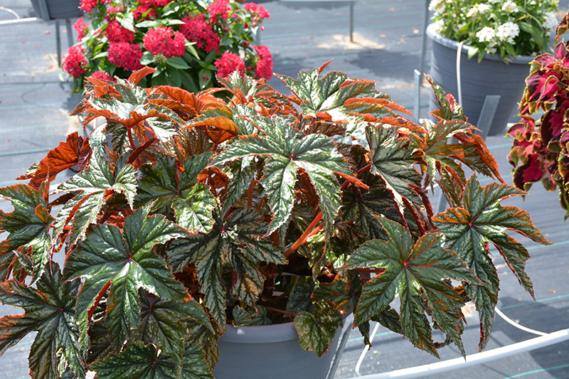 Gryphon Begonia (Begonia 'Gryphon') at Bloch's Farm