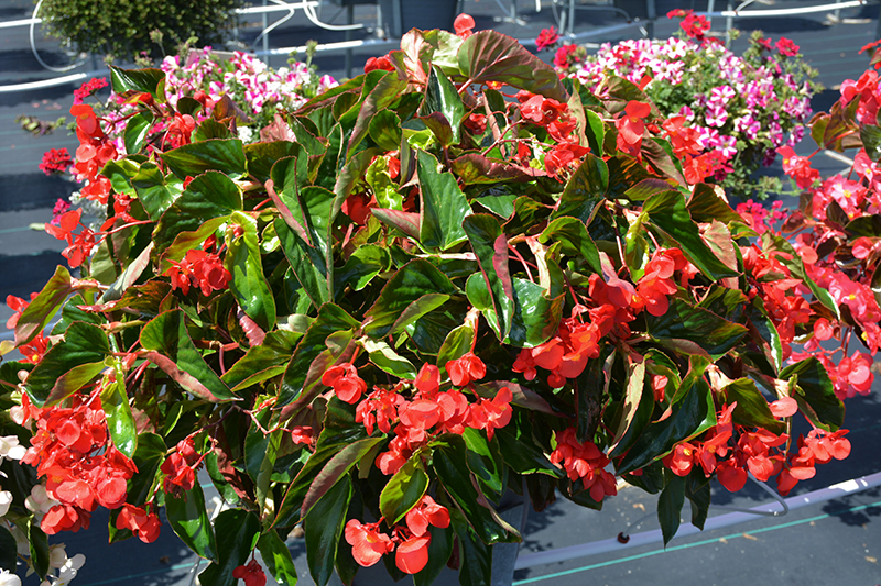 Dragon Wing Red Begonia (Begonia 'Dragon Wing Red') at Bloch's Farm