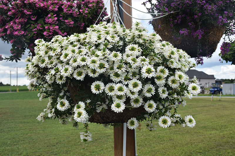 Surdiva White Fan Flower (Scaevola aemula 'Surdiva White') at Bloch's Farm