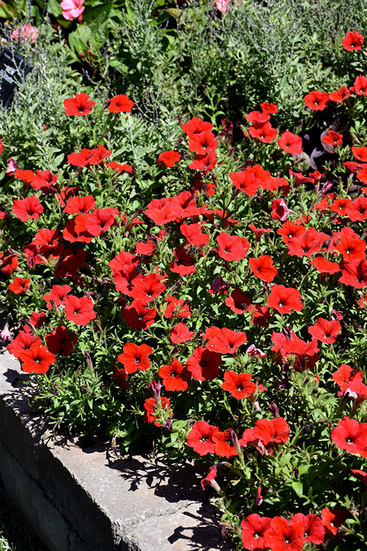 Easy Wave Red Petunia (Petunia 'Easy Wave Red') at Bloch's Farm