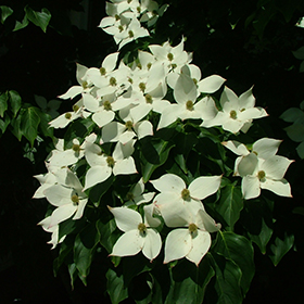 Plant Photo 10