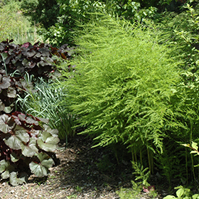 Plant Photo 10