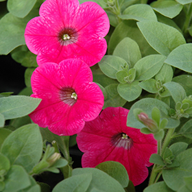 Plant Photo 3