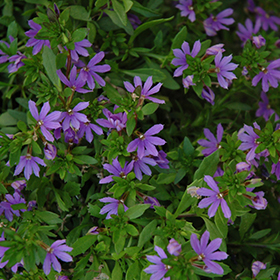 Plant Photo 2