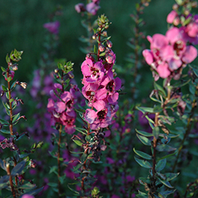 Plant Photo 9